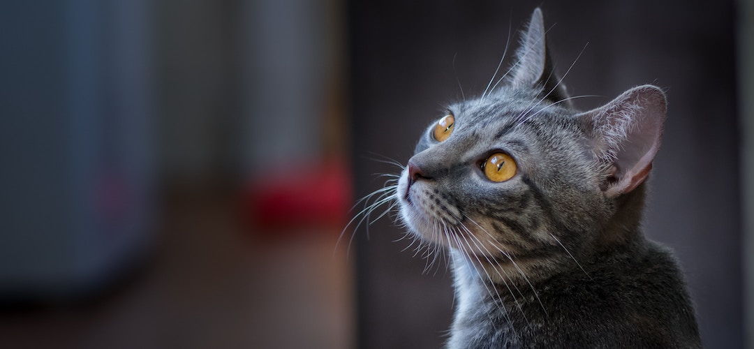 A grey cat with orange eyes